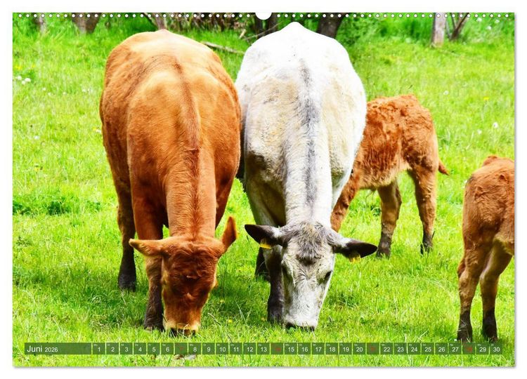 Produktbild: Eifeler Kuhwiesen (hochwertiger Premium Wandkalender 2026 DIN A2 quer), Kunstdruck in Hochglanz