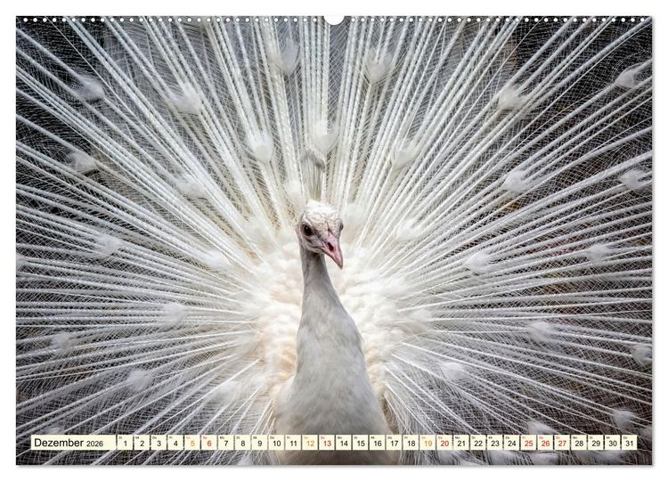 Produktbild: Sch&ouml;ner Pfau (hochwertiger Premium Wandkalender 2026 DIN A2 quer), Kunstdruck in Hochglanz