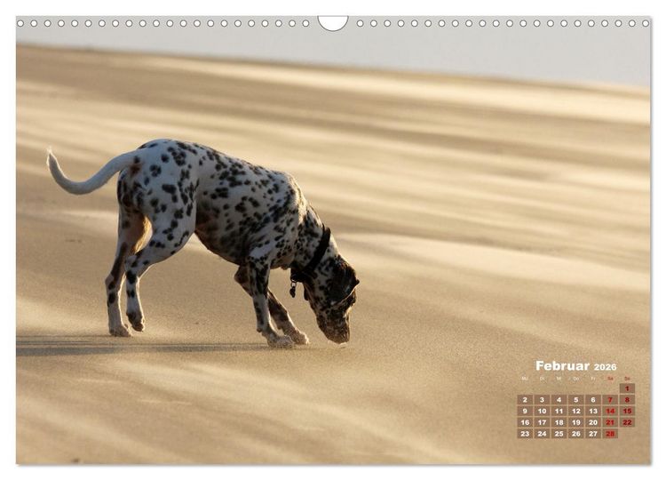 Produktbild: Ein Dalmatiner und ein Beagle - Auf der maritimen Jagd nach dem weltbesten Stock (Wandkalender 2026 DIN A3 quer), CALVENDO Monatskalender