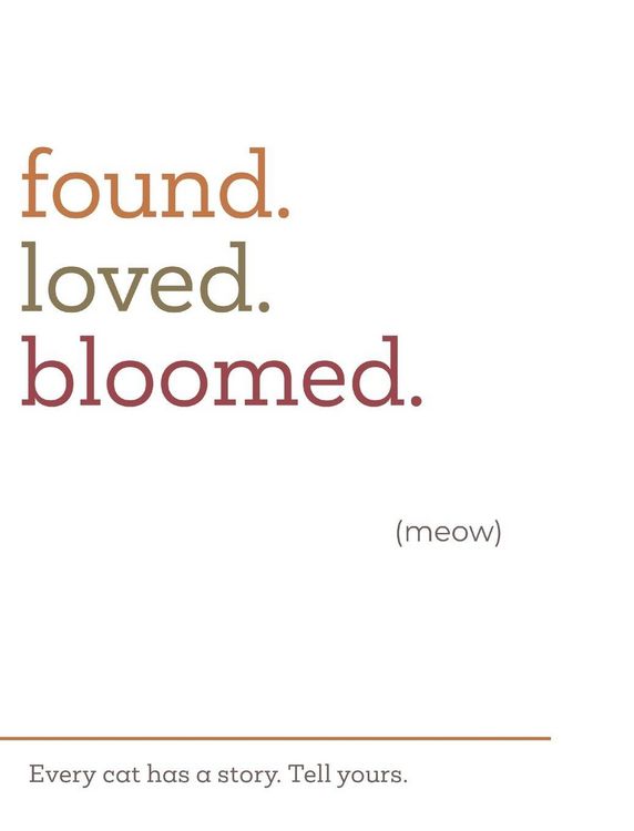 Produktbild: found.loved.bloomed. (meow)