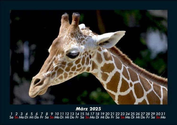 Produktbild: Giraffen 2025 Fotokalender DIN A5