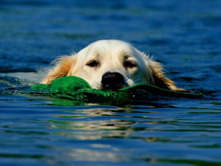 Produktbild: CALVENDO Puzzle Schwimmender Hund | 1000 Teile Lege-Gr&ouml;&szlig;e 64x48cm Foto-Puzzle f&uuml;r gl&uuml;ckliche Stunden