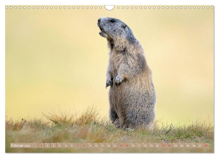 Produktbild: Alpenmurmeltiere in freier Wildbahn (Wandkalender 2026 DIN A3 quer), CALVENDO Monatskalender