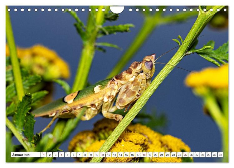 Produktbild: Im Bann der Mantis (Wandkalender 2026 DIN A4 quer), CALVENDO Monatskalender