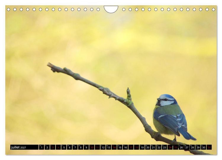 Produktbild: M&eacute;sanges bleues (Calendrier mural 2027 DIN A4 vertical), CALVENDO calendrier mensuel