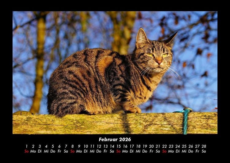 Produktbild: F&uuml;r Katzenfreunde 2026 Fotokalender DIN A3