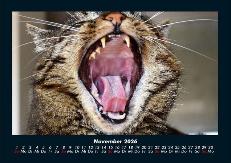 Produktbild: F&uuml;r Katzenfreunde 2026 Fotokalender DIN A4