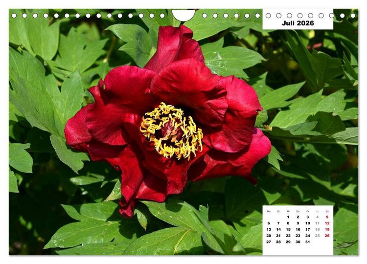 Produktbild: Zauber der P&auml;onien-Bl&uuml;te (Wandkalender 2026 DIN A4 quer), CALVENDO Monatskalender