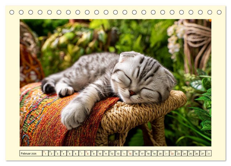 Produktbild: Scottish Fold. Zauberhafte Faltohrkatzen im Garten (Tischkalender 2026 DIN A5 quer), CALVENDO Monatskalender