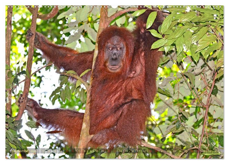 Produktbild: Orang Utans Sumatras Waldmenschen (hochwertiger Premium Wandkalender 2026 DIN A2 quer), Kunstdruck in Hochglanz