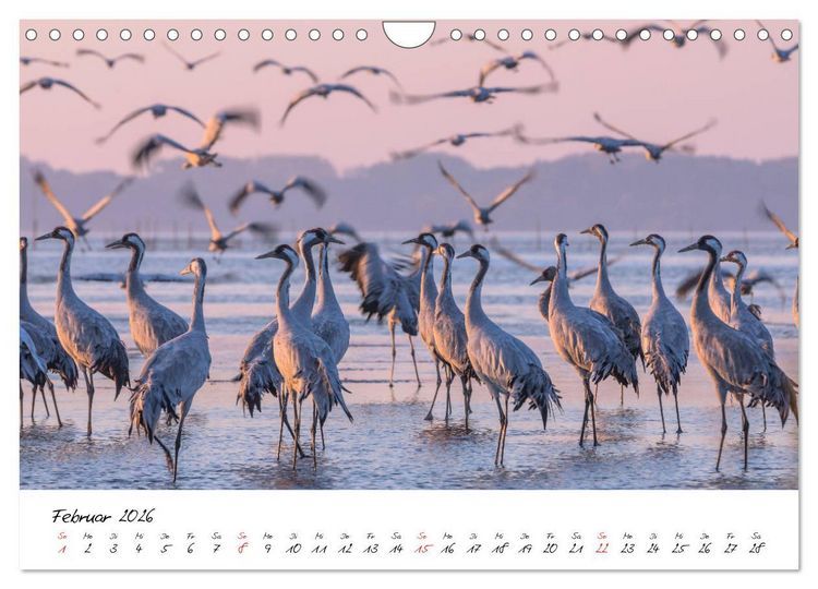 Produktbild: Kraniche am Schlafplatz - im Naturparadies der Mecklenburgischen Seenplatte (Wandkalender 2026 DIN A4 quer), CALVENDO Monatskalender