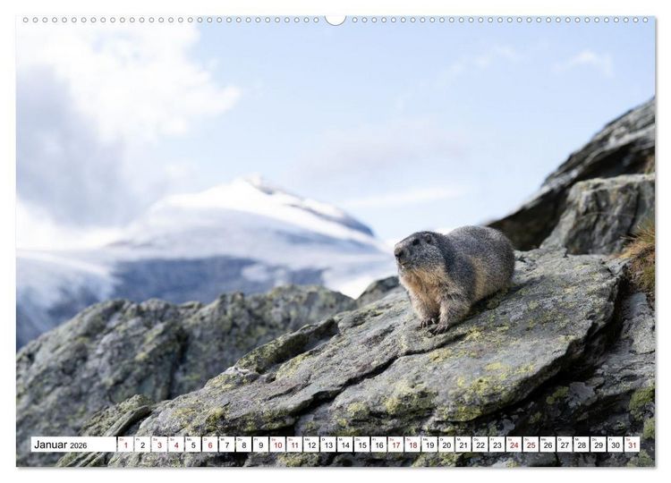 Produktbild: Unterwegs in den Hochalpen - Das Alpenmurmeltier im Herbst (Wandkalender 2026 DIN A2 quer), CALVENDO Monatskalender