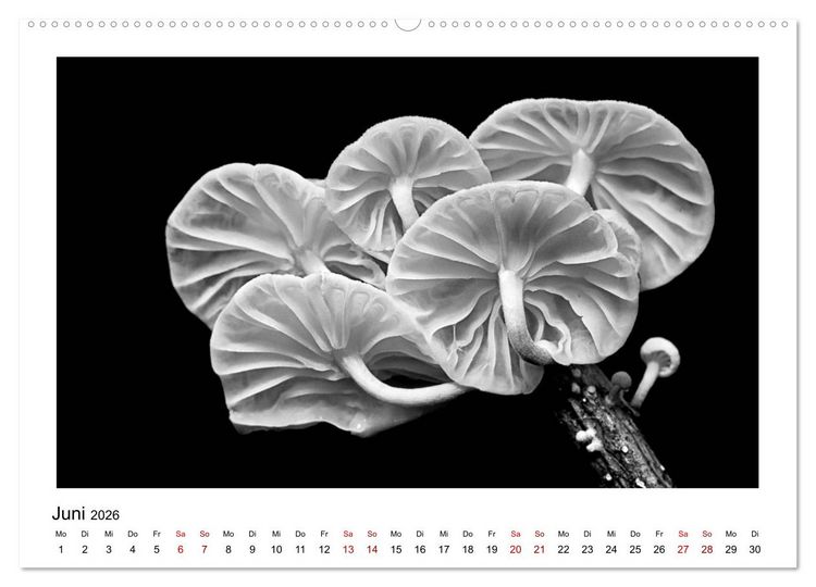 Produktbild: Die grafische Sch&ouml;nheit der Pflanzen &ndash; Schwarz-Wei&szlig; (Wandkalender 2026 DIN A2 quer), CALVENDO Monatskalender