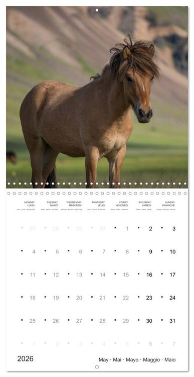 Produktbild: Icelandic Horses - wild and free (Wall Calendar 2026 12 &times; 12 Inch) CALVENDO 12 Month Wall Calendar