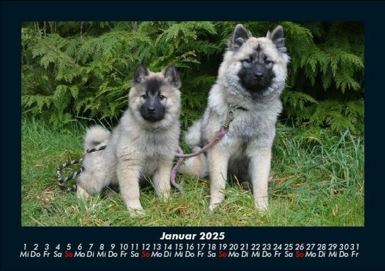Produktbild: Welpen 2025 Fotokalender DIN A5