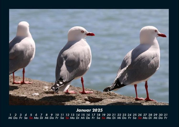 Produktbild: M&ouml;wen 2025 Fotokalender DIN A4