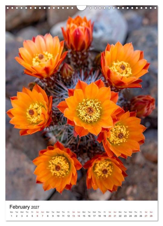 Produktbild: Beautiful Spiky Balls (Wall Calendar 2027 DIN A3 portrait), CALVENDO 12 Month Wall Calendar