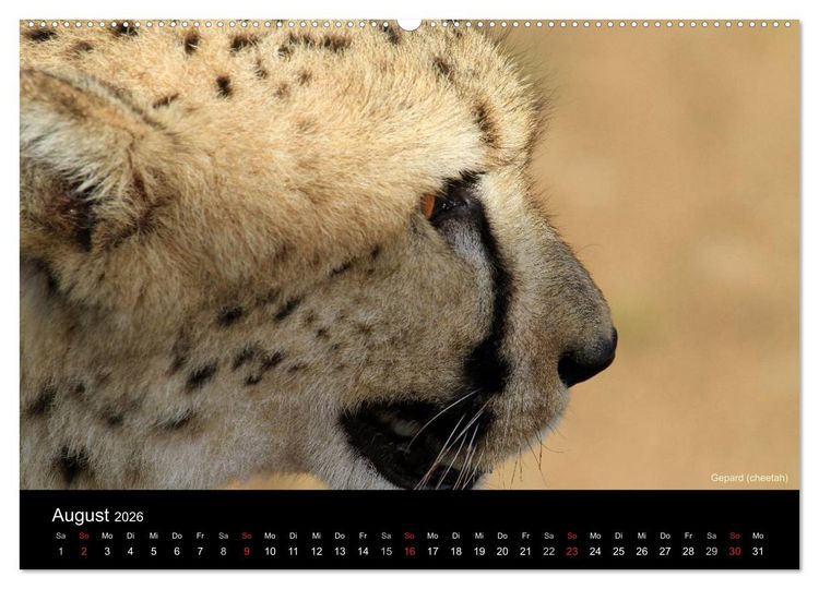 Produktbild: Raubkatzen (hochwertiger Premium Wandkalender 2026 DIN A2 quer), Kunstdruck in Hochglanz