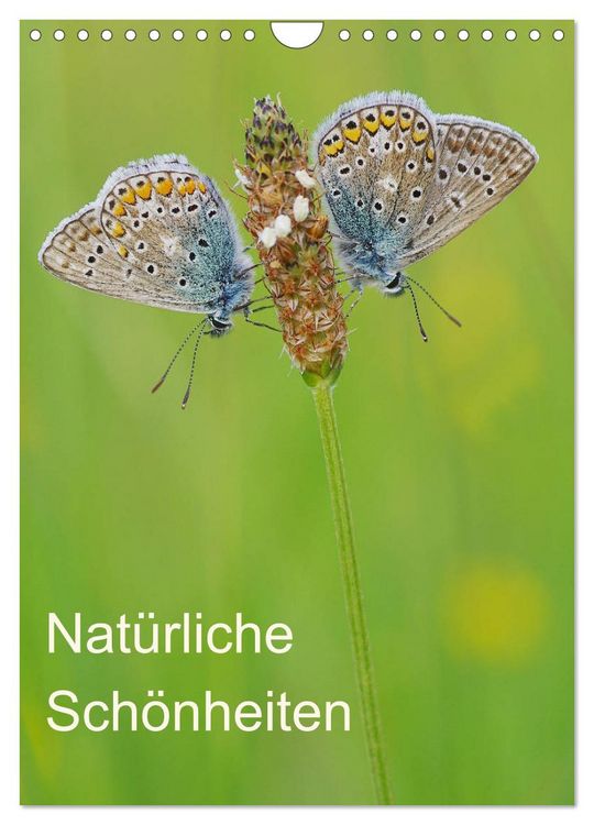 Produktbild: Insekten,Sch&ouml;nheiten der Natur (Wandkalender 2026 DIN A4 hoch), CALVENDO Monatskalender
