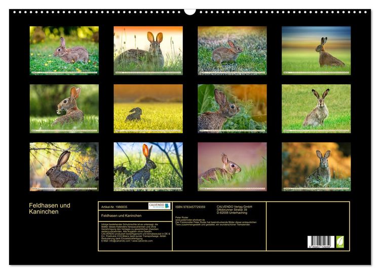 Produktbild: Feldhasen und Kaninchen (Wandkalender 2026 DIN A2 quer), CALVENDO Monatskalender