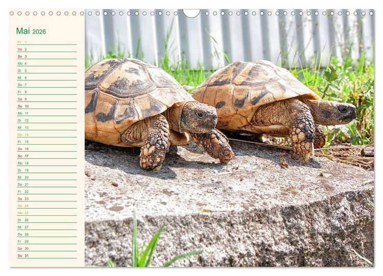 Produktbild: Meine Schildkr&ouml;ten - Geburtstagskalender (Wandkalender 2026 DIN A3 quer), CALVENDO Monatskalender