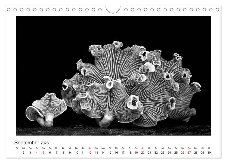 Produktbild: Die grafische Sch&ouml;nheit der Pflanzen &ndash; Schwarz-Wei&szlig; (Wandkalender 2026 DIN A4 quer), CALVENDO Monatskalender