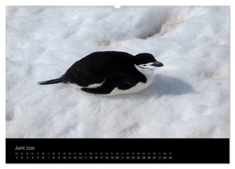 Produktbild: Antarktische Impressionen (Wandkalender 2026 DIN A2 quer), CALVENDO Monatskalender