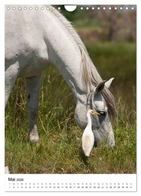Produktbild: Camargue Pferde - wei&szlig;e M&auml;hnen (Wandkalender 2026 DIN A4 hoch), CALVENDO Monatskalender