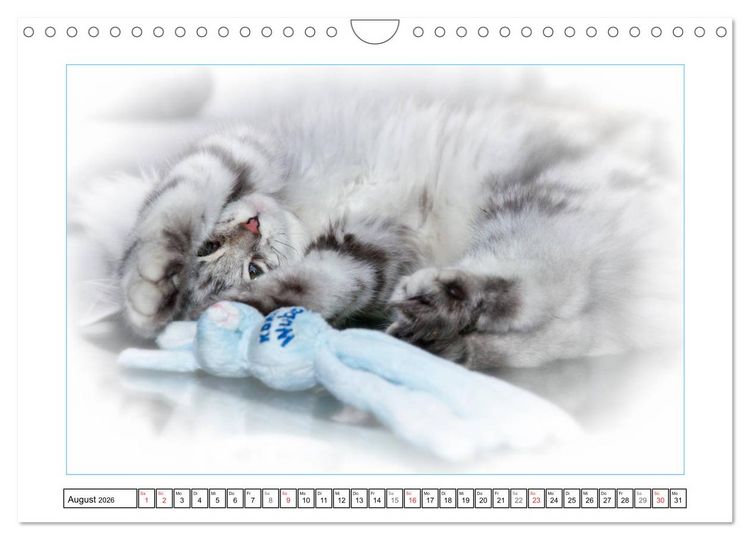Produktbild: Katzen &ndash; Treue Begleiter (CH - Version) (Wandkalender 2026 DIN A4 quer), CALVENDO Monatskalender