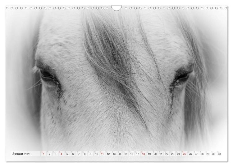 Produktbild: Emotionale Momente: Wei&szlig;e Pferde in schwarzwei&szlig;. (Wandkalender 2026 DIN A3 quer), CALVENDO Monatskalender