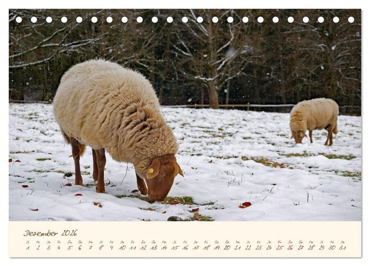 Produktbild: Coburger Fuchsschaf (Tischkalender 2026 DIN A5 quer), CALVENDO Monatskalender