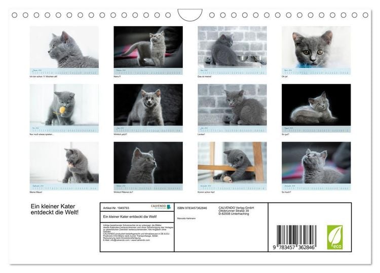 Produktbild: Ein kleiner Kater entdeckt die Welt! (Wandkalender 2026 DIN A4 quer), CALVENDO Monatskalender