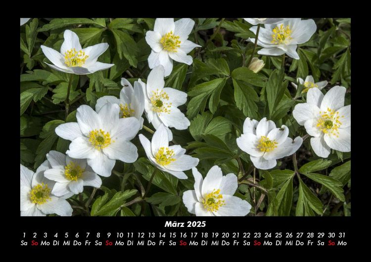 Produktbild: Blumenzauber 2025 Fotokalender DIN A3