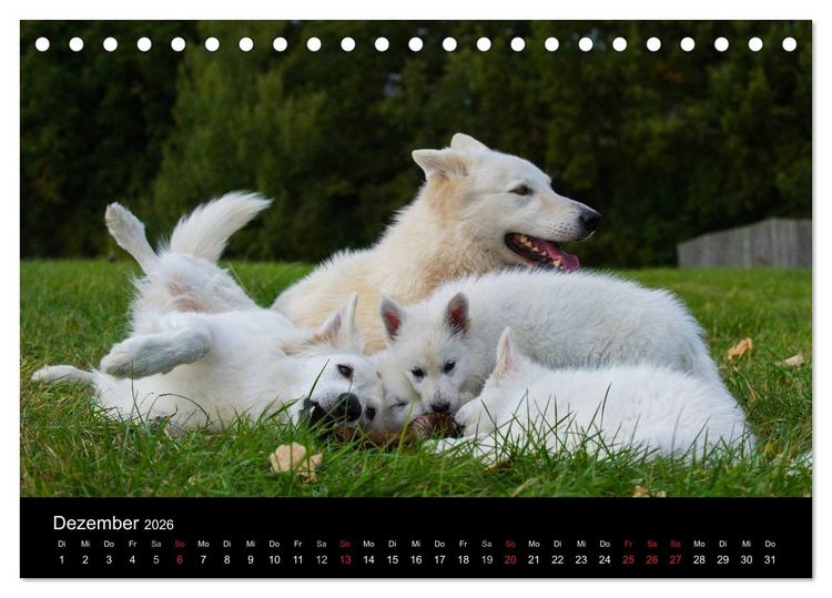 Produktbild: Wei&szlig;er Schweizer Sch&auml;ferhund - Ein Tag im Leben einer Hundefamilie (Tischkalender 2026 DIN A5 quer), CALVENDO Monatskalender