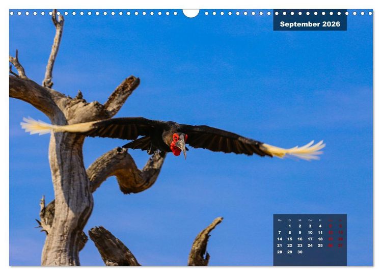 Produktbild: Auf Safari im Kruger National Park (Wandkalender 2026 DIN A3 quer), CALVENDO Monatskalender