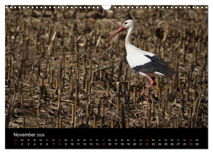 Produktbild: Ein Jahr bei den St&ouml;rchen (Wandkalender 2026 DIN A3 quer), CALVENDO Monatskalender