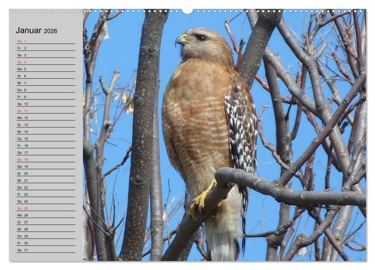 Produktbild: Falken und Greifv&ouml;gel - Edle J&auml;ger (hochwertiger Premium Wandkalender 2026 DIN A2 quer), Kunstdruck in Hochglanz