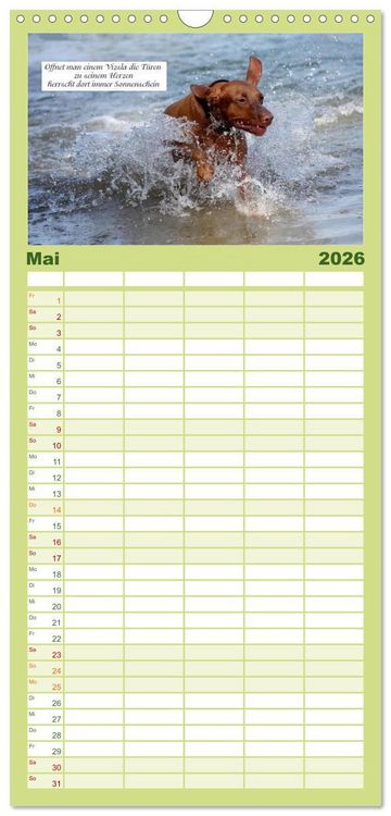 Produktbild: Familienplaner 2026 - Magyar Vizsla - Zauberhafte Kobolde mit 5 Spalten (Wandkalender, 21 x 45 cm) CALVENDO
