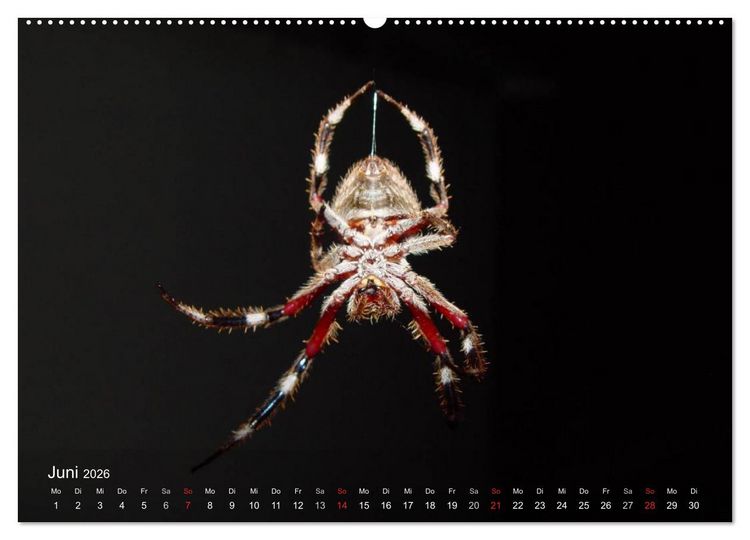 Produktbild: Faszination Spinnen (Wandkalender 2026 DIN A2 quer), CALVENDO Monatskalender