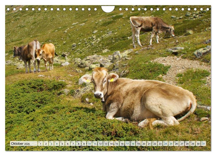 Produktbild: K&uuml;he im Einklang mit der Natur (Wandkalender 2026 DIN A4 quer), CALVENDO Monatskalender