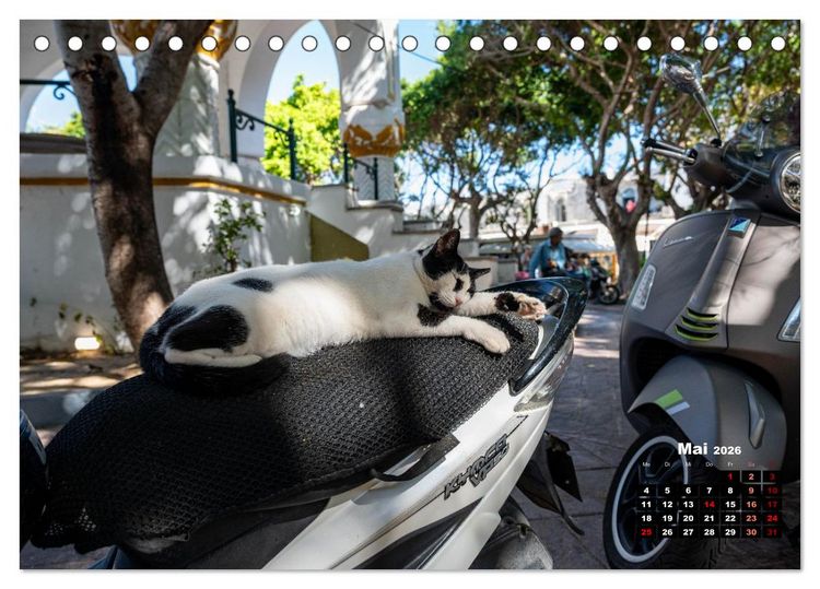 Produktbild: Katzen von Rhodos - Kleine G&ouml;tter auf vier Pfoten (Tischkalender 2026 DIN A5 quer), CALVENDO Monatskalender