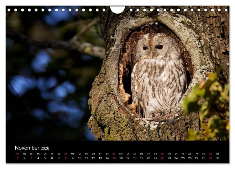 Produktbild: Waldk&auml;uze, fotografiert in M&uuml;nchen (Wandkalender 2026 DIN A4 quer), CALVENDO Monatskalender