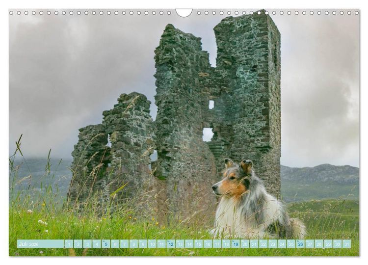 Produktbild: Highland-Collies - Auf vier Pfoten durch Schottland und Irland (Wandkalender 2026 DIN A3 quer), CALVENDO Monatskalender