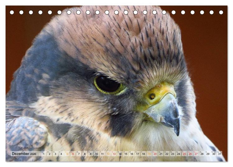 Produktbild: Majest&auml;tische Greifv&ouml;gel (Tischkalender 2026 DIN A5 quer), CALVENDO Monatskalender