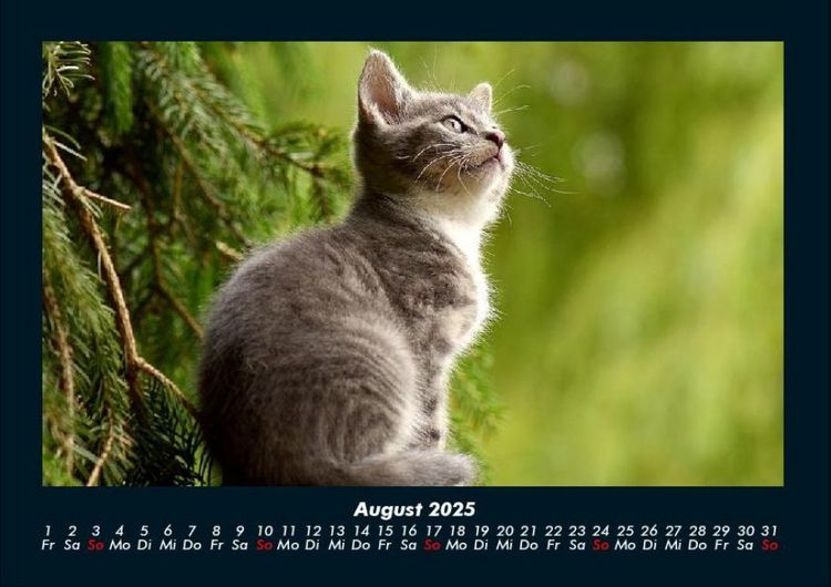 Produktbild: F&uuml;r Katzenfreunde 2025 Fotokalender DIN A4