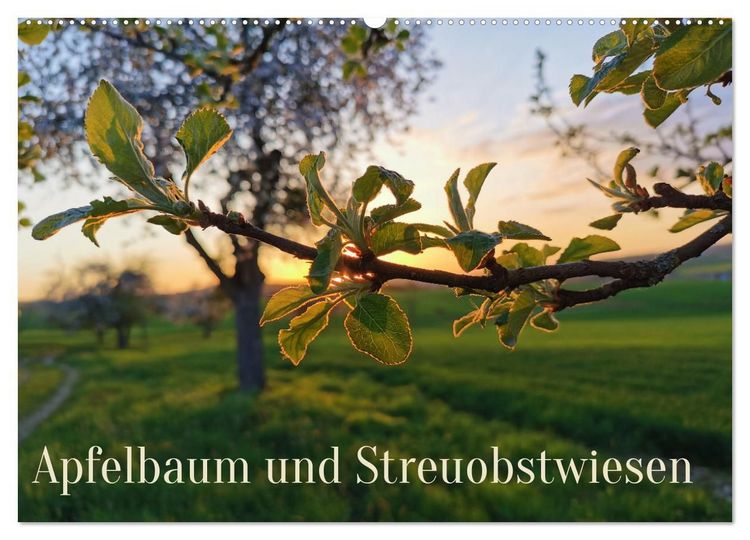 Produktbild: Apfelbaum und Streuobstwiesen (Wandkalender 2027 DIN A2 quer), CALVENDO Monatskalender