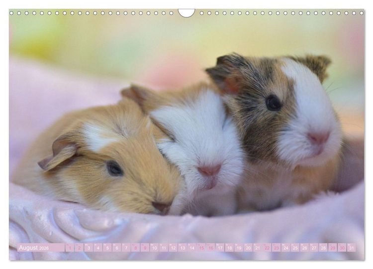 Produktbild: BABY Meerschweinchen Traumhaft s&uuml;&szlig; (Wandkalender 2026 DIN A3 quer), CALVENDO Monatskalender