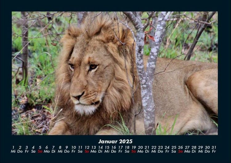 Produktbild: L&ouml;wen in der Wildnis 2025 Fotokalender DIN A4