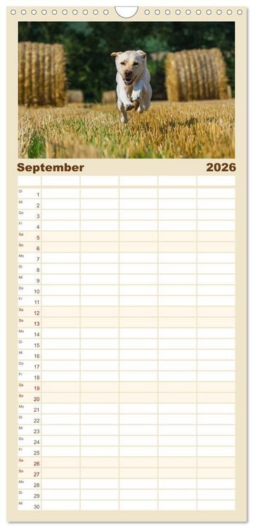 Produktbild: Familienplaner 2026 - Labrador Retriever - Freunde f&uuml;r&acute;s Leben mit 5 Spalten (Wandkalender, 21 x 45 cm) CALVENDO