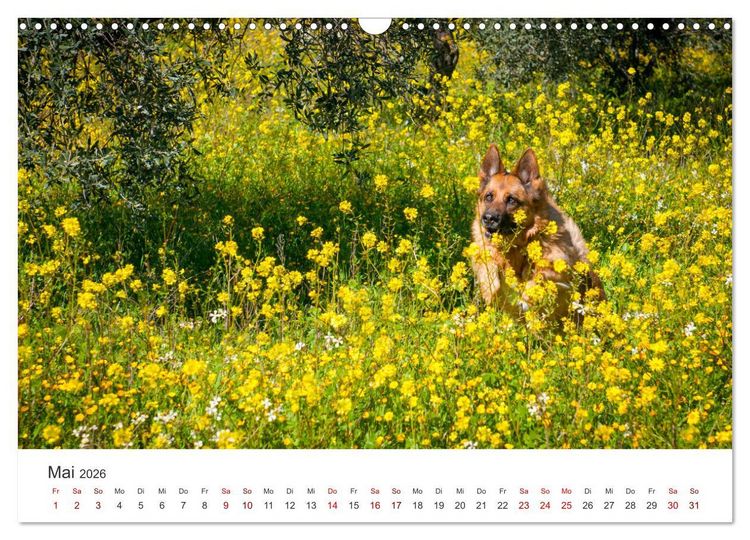 Produktbild: Sch&auml;ferhunde - Die gutm&uuml;tigen Wegbegleiter. (Wandkalender 2026 DIN A3 quer), CALVENDO Monatskalender